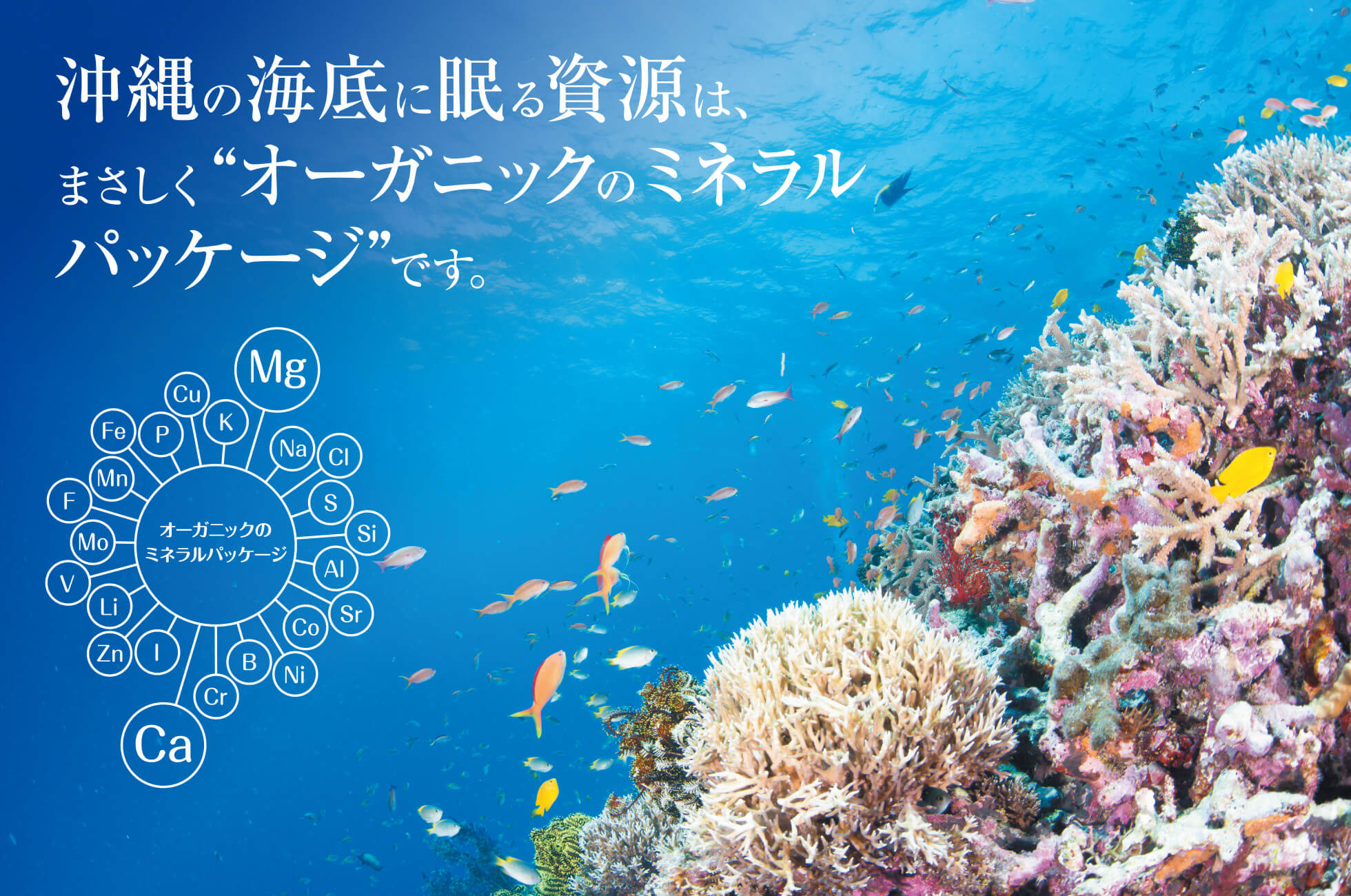 沖縄の海底に眠る資源は、まさしく“オーガニックのミネラルパッケージ”です。