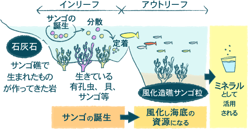 風化造礁サンゴって？